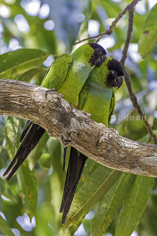nanday长尾小鹦鹉(Aratinga nenday)也被称为黑帽长尾小鹦鹉或nanday conure，是一种中-小型的绿色新热带鹦鹉，发现于巴西的潘塔纳尔
